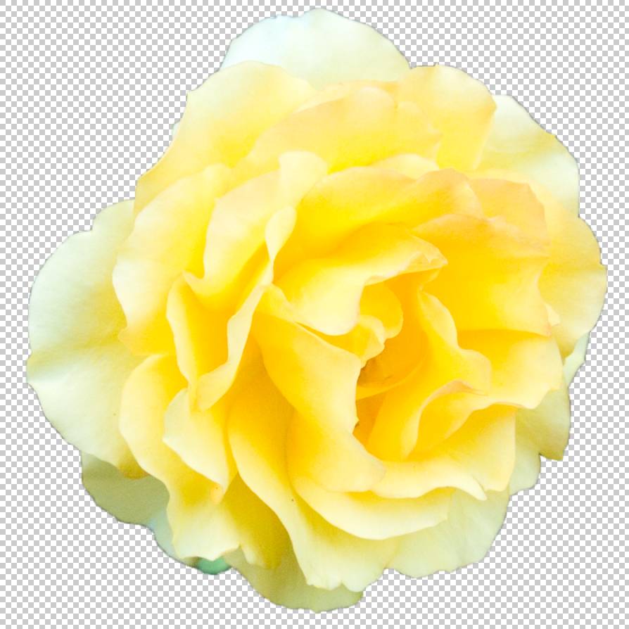 海滩玫瑰园玫瑰黄色 黄玫瑰透明背景png剪贴画花 玫瑰订单 鲜花 免抠素材下载 图片id 其它元素 Png素材 素材宝scbao Com