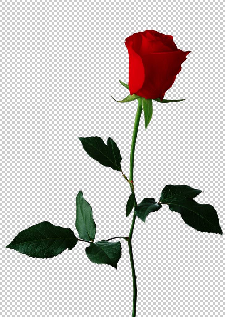 黑玫瑰花 单红玫瑰透明背景 红玫瑰png剪贴画叶 分支 植物茎 颜色免抠素材下载 图片id 231 其它元素 Png素材 素材宝