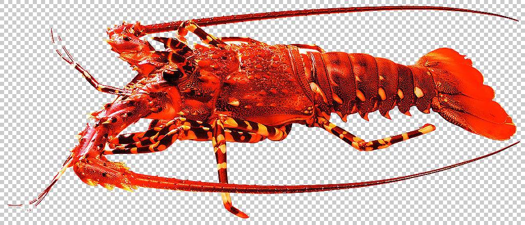 ϺHomarus gammarus Palinurus elephas Crayfish Crab,RedͼƬ